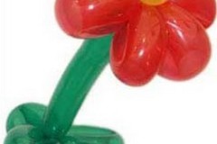 Luftballonblume